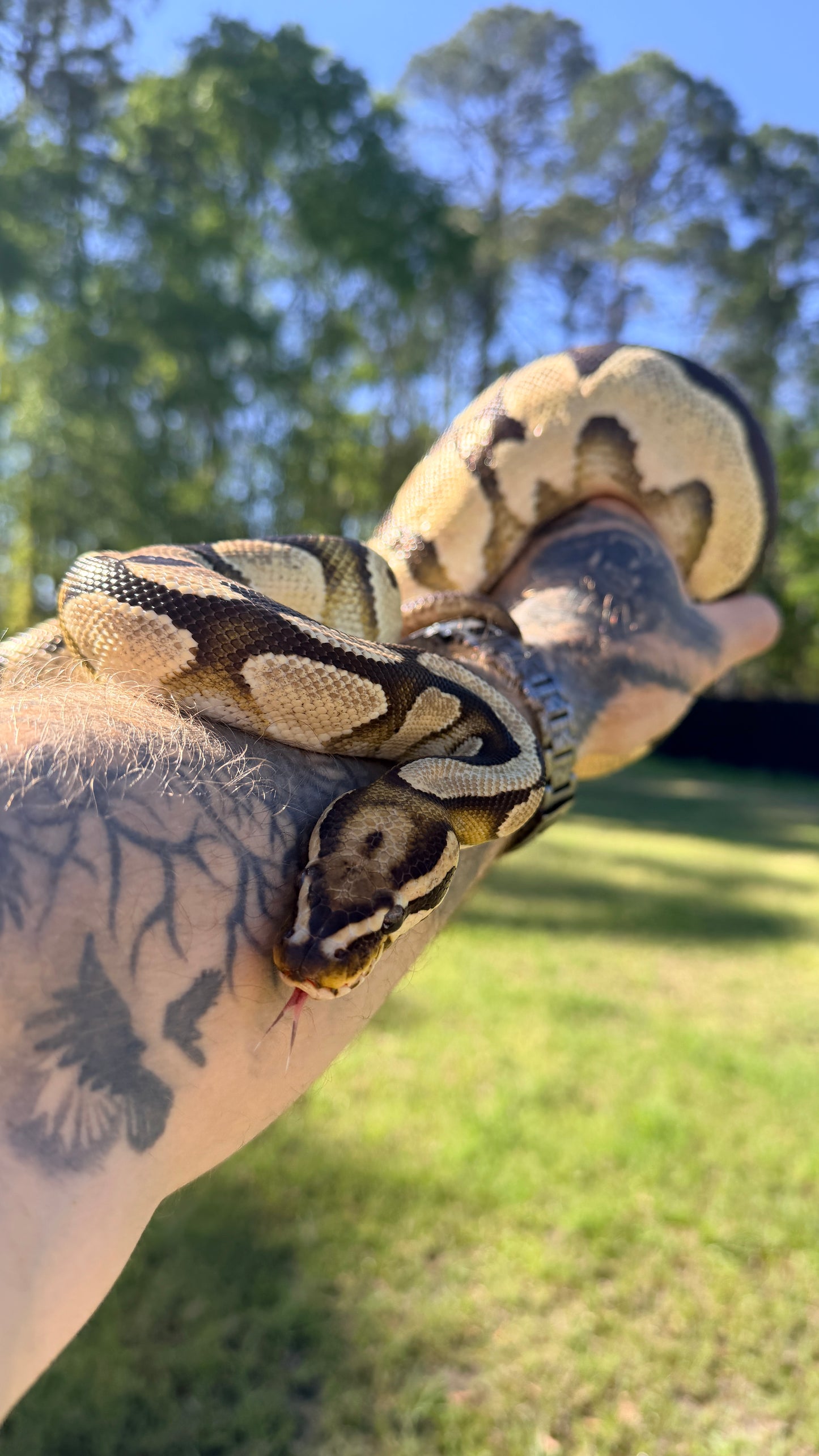 Vanilla Orange Dream Het Pied