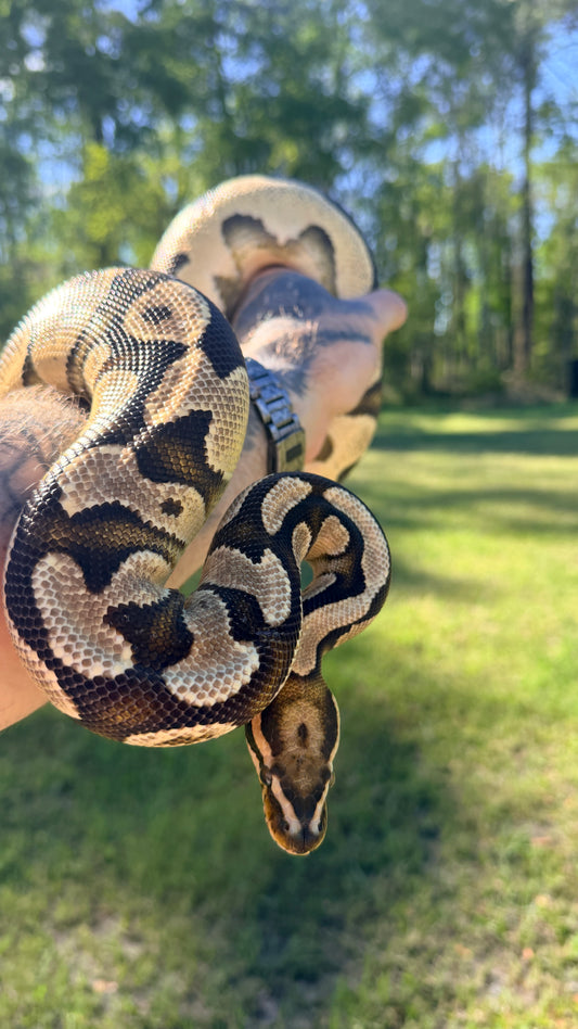 Vanilla Orange Dream Het Pied