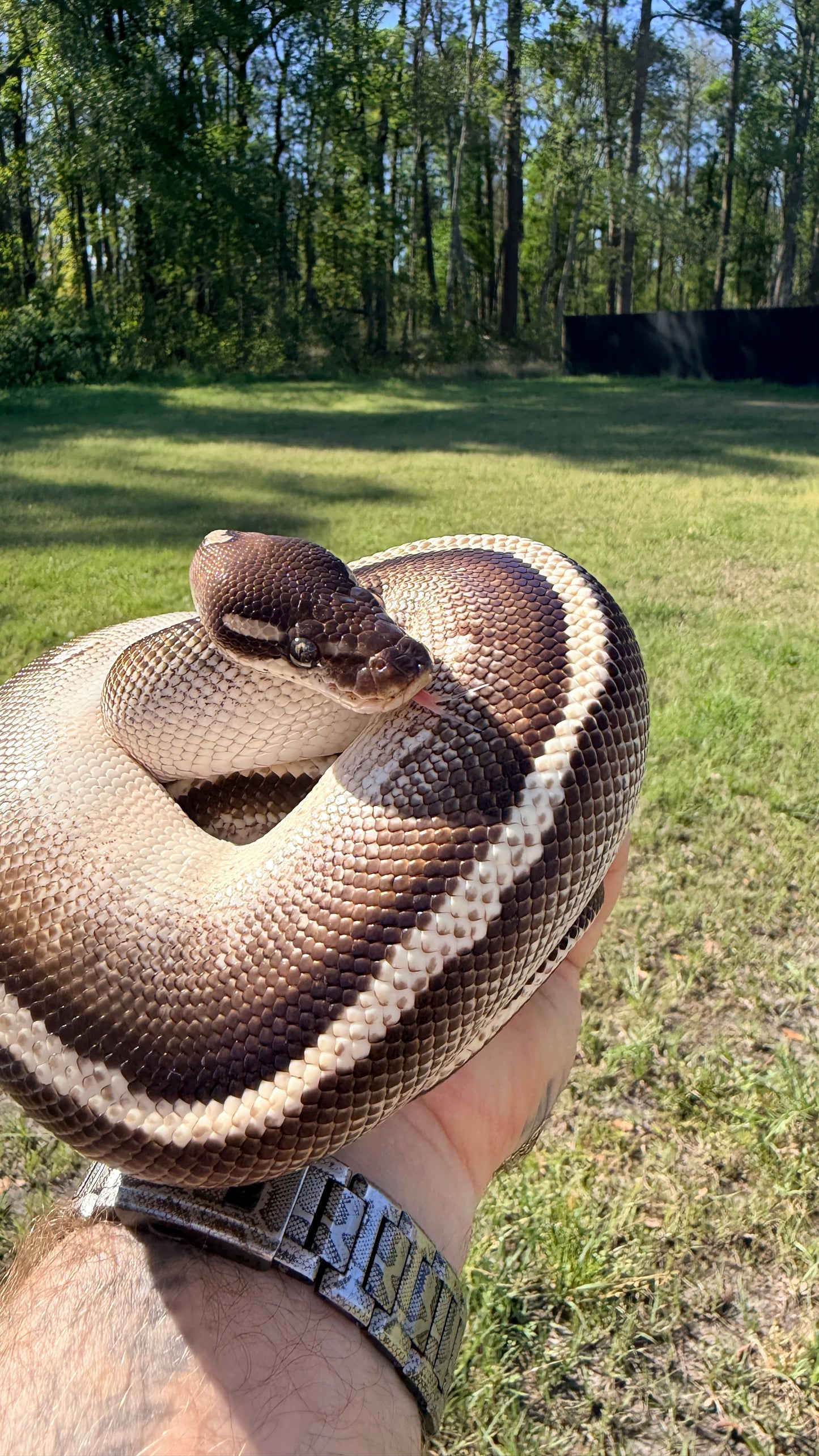 Mojave Yellowbelly Orange Dream Blackhead
