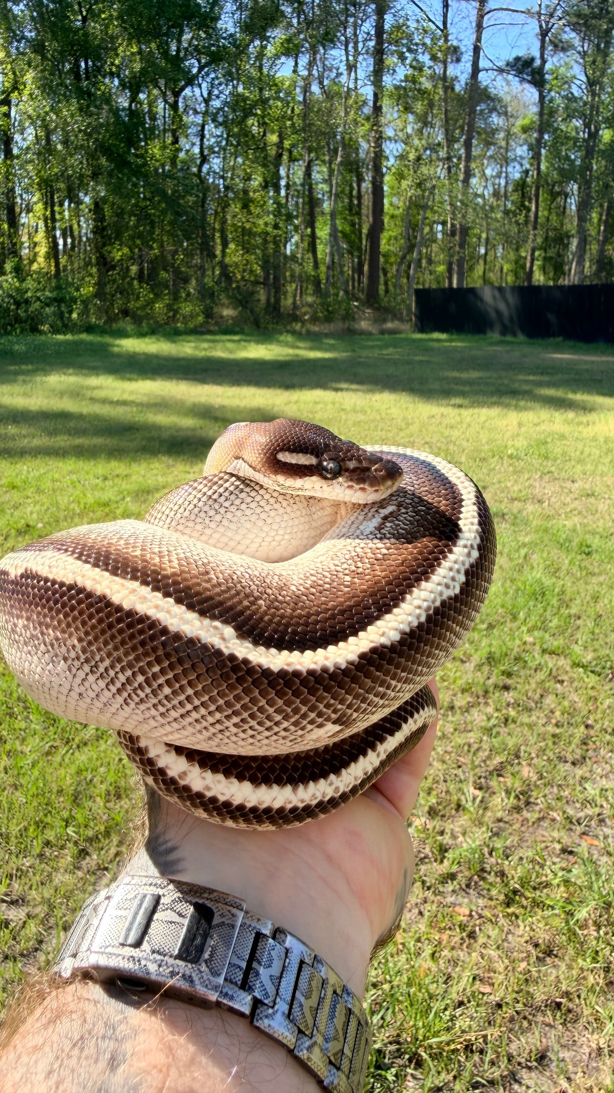 Mojave Yellowbelly Orange Dream Blackhead — Male, 2022 hatch, captive-bred by Ghost Constrictors