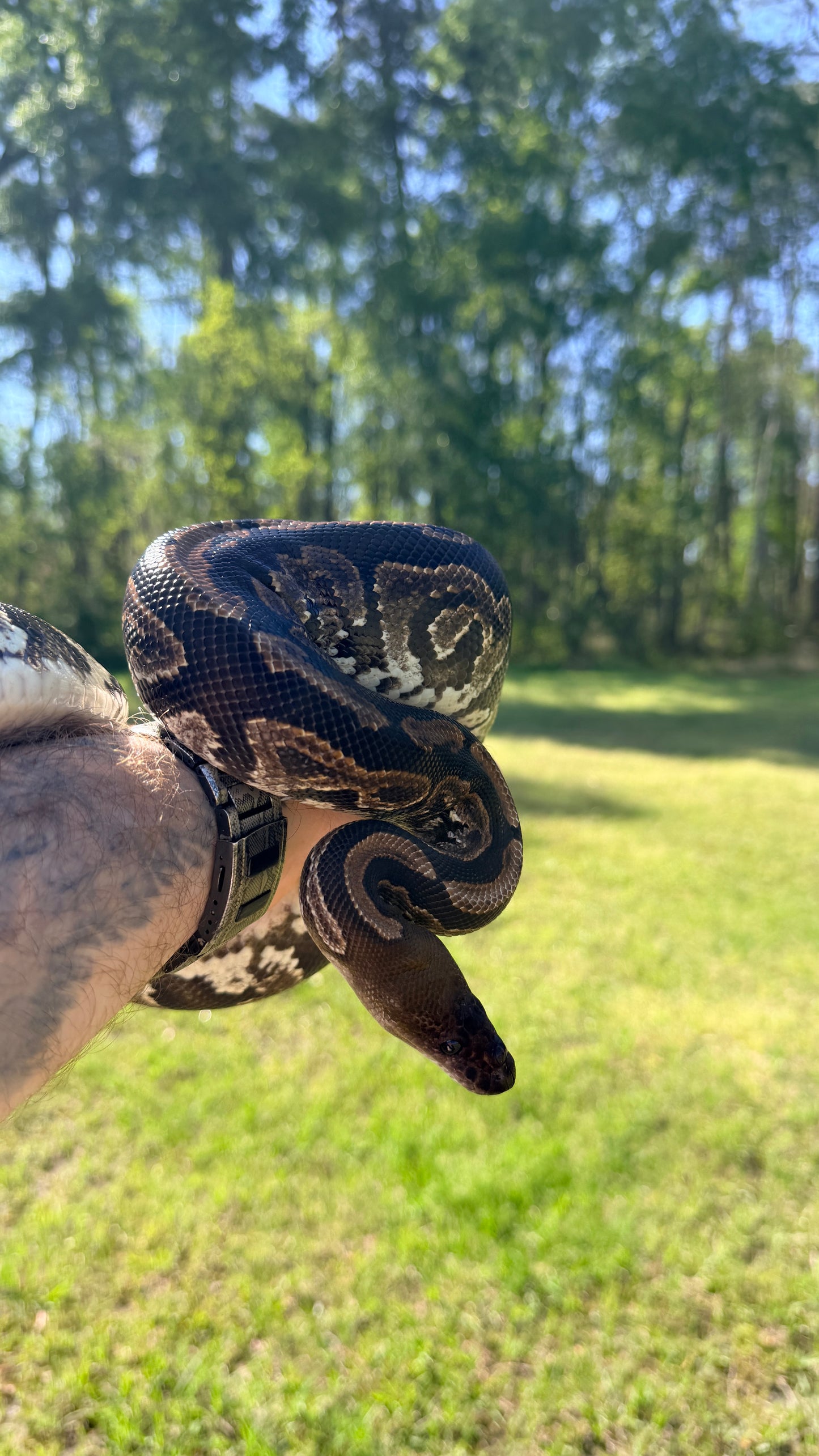 Mahogany Black Pastel