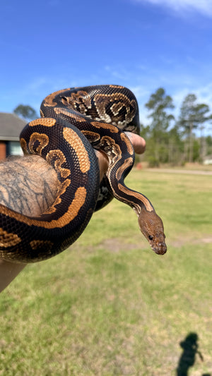 Mahogany Black Pastel