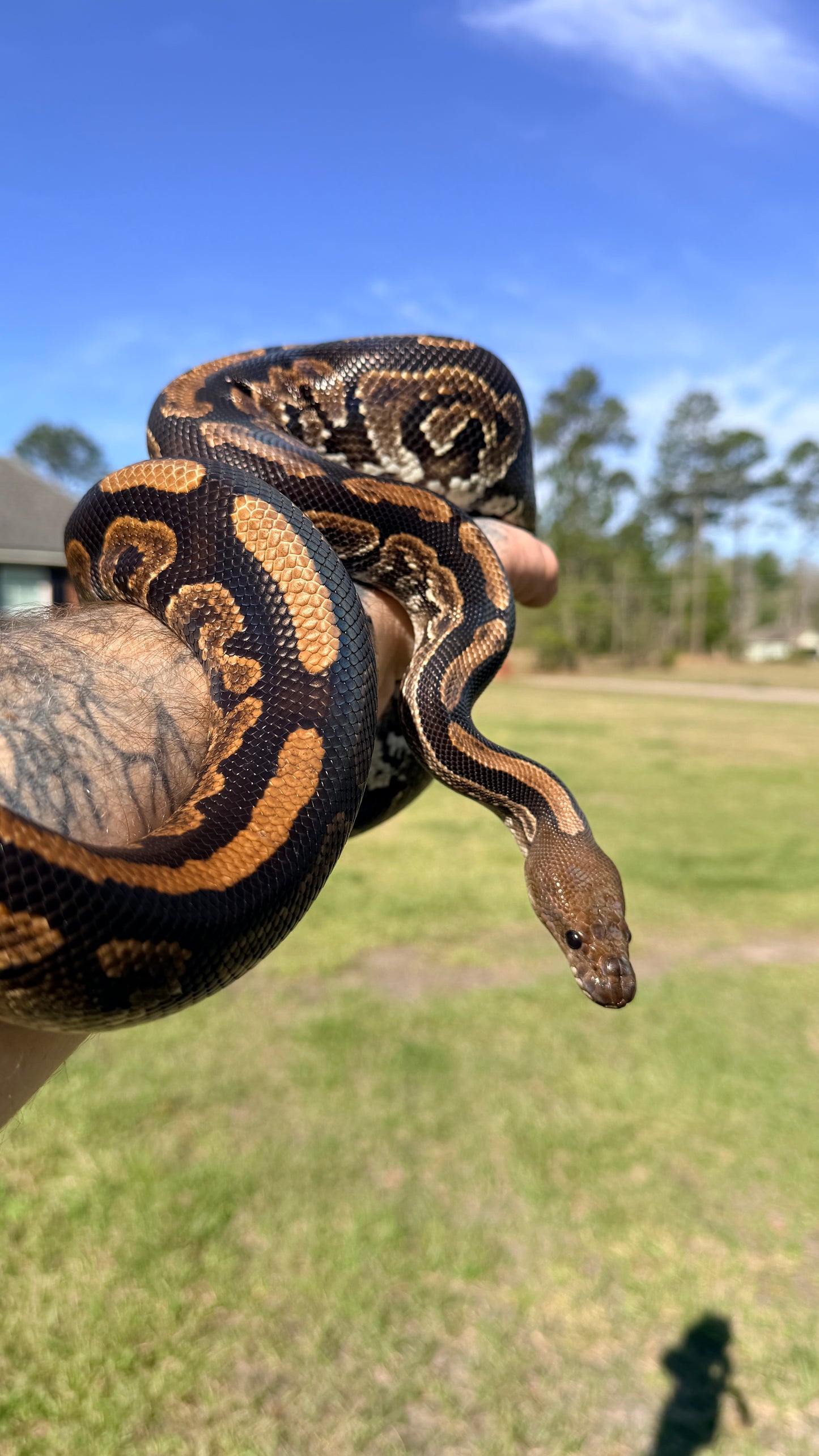 Mahogany Black Pastel