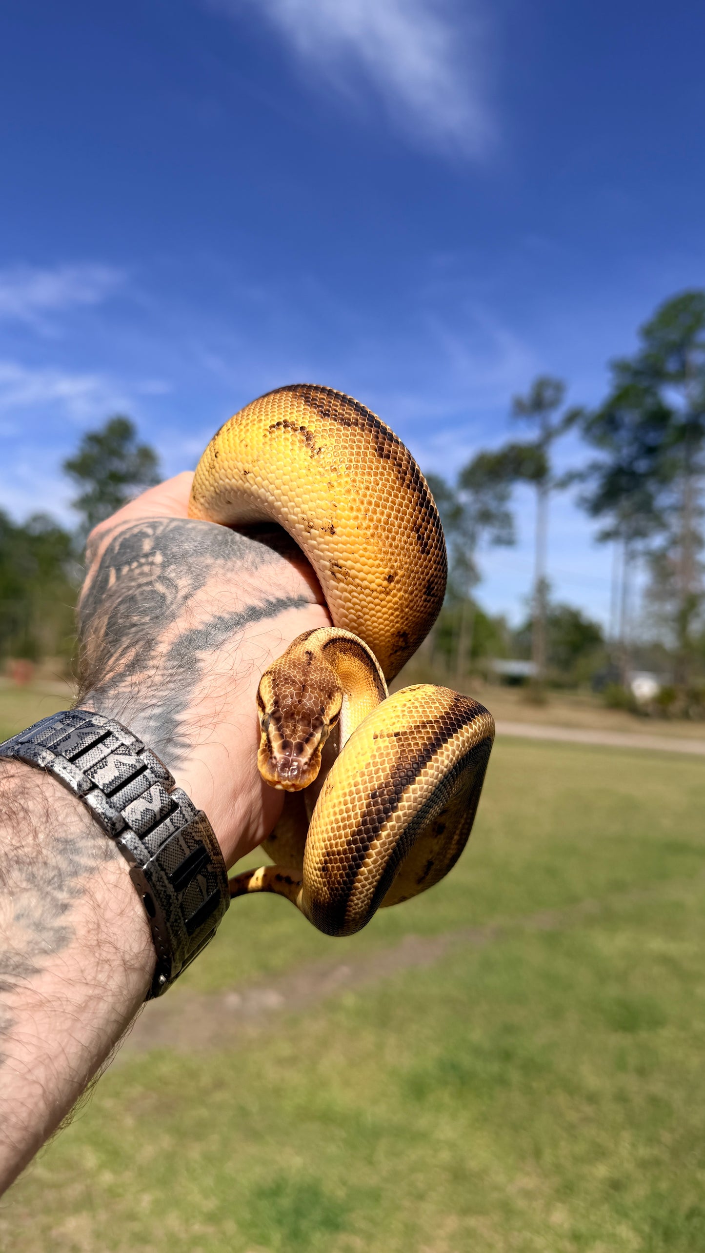 Pastel Yellowbelly Genetic Stripe Het Clown