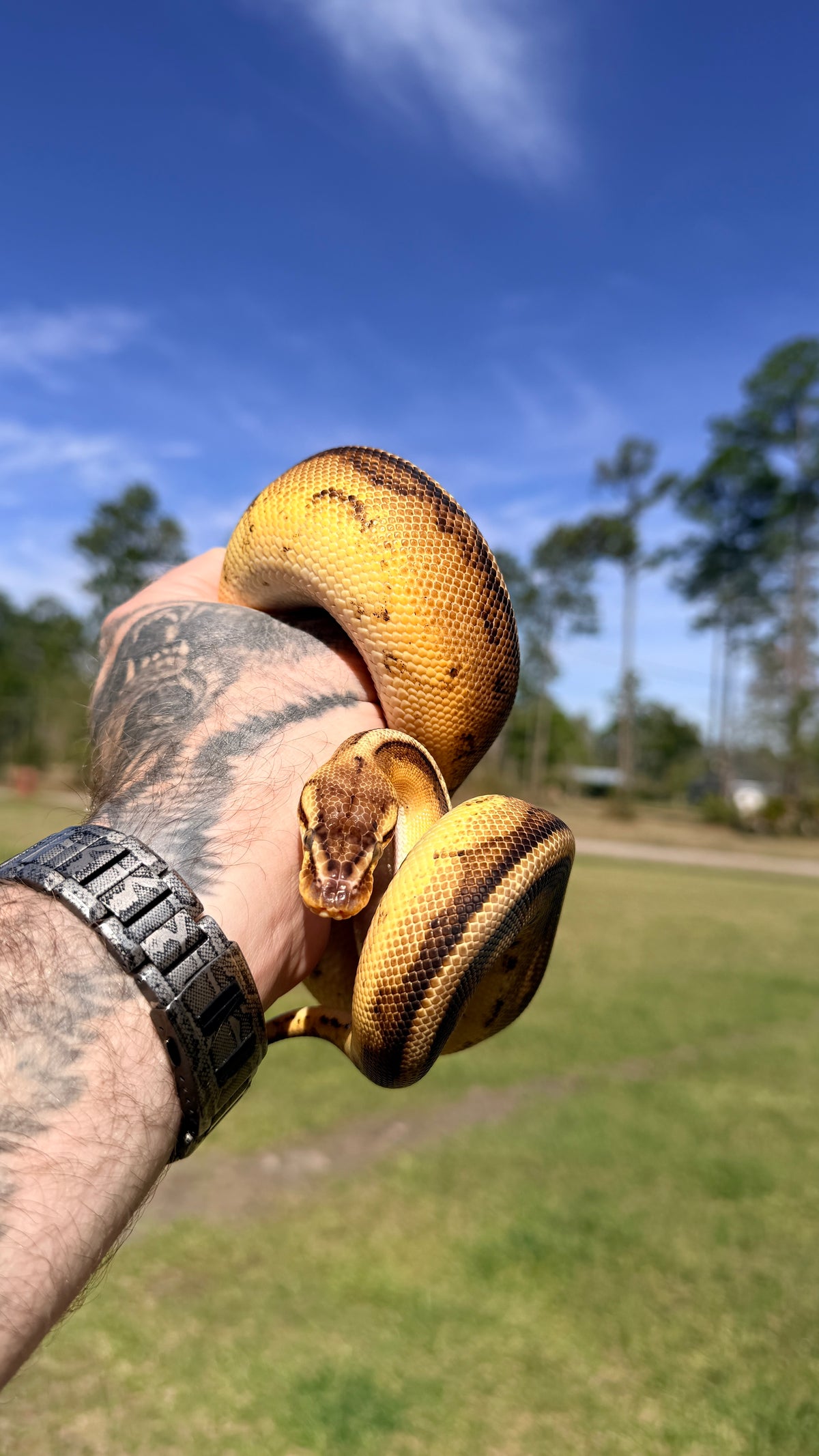 Pastel Yellowbelly Genetic Stripe Het Clown — Male, captive-bred by Ghost Constrictors