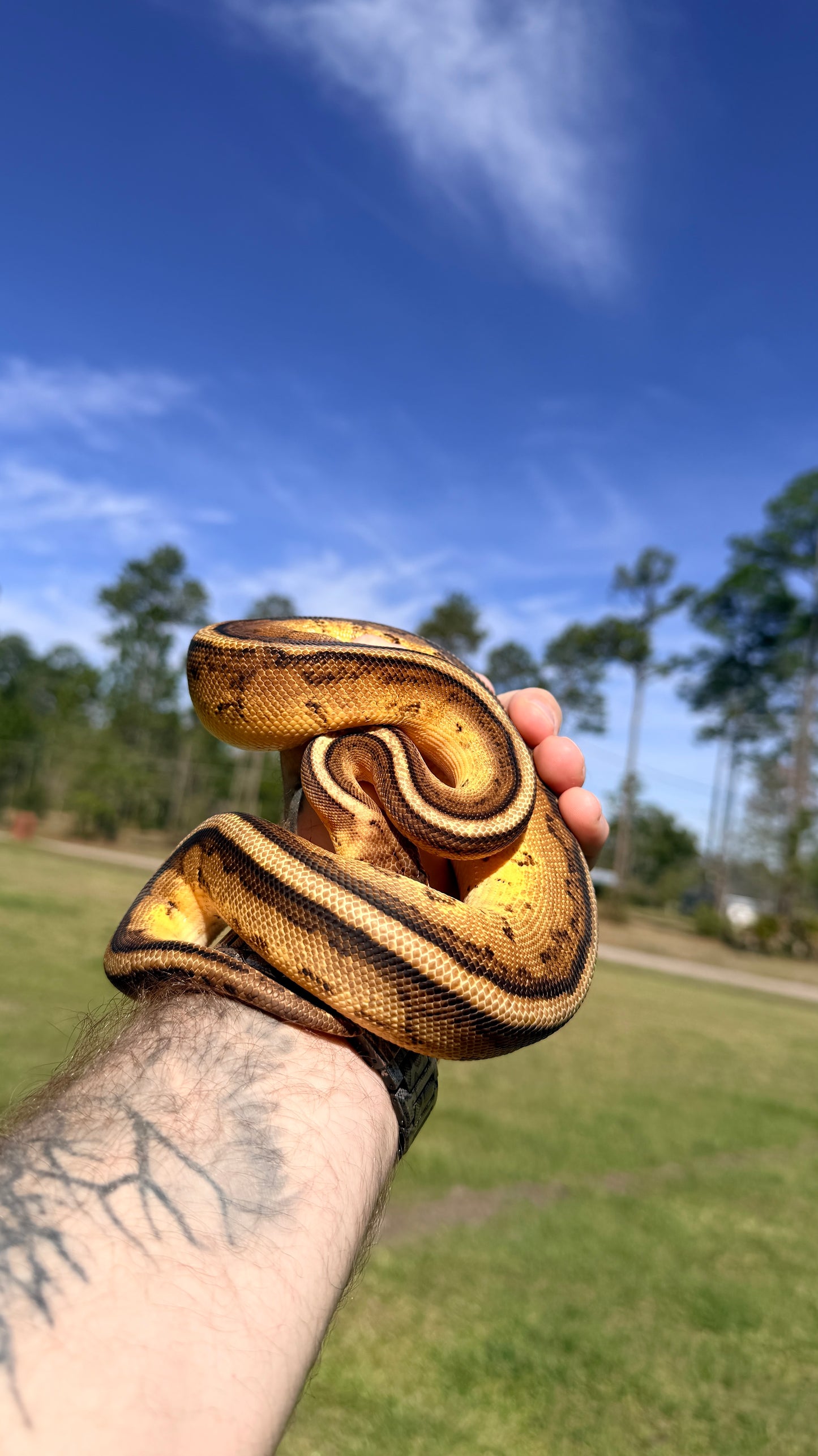 Pastel Yellowbelly Genetic Stripe Het Clown