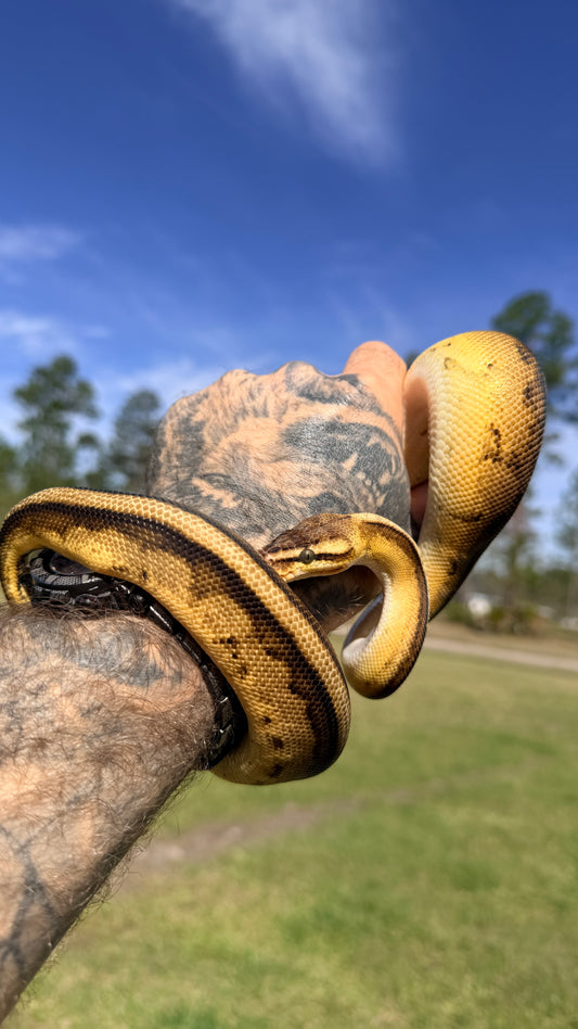 Pastel Yellowbelly Genetic Stripe Het Clown