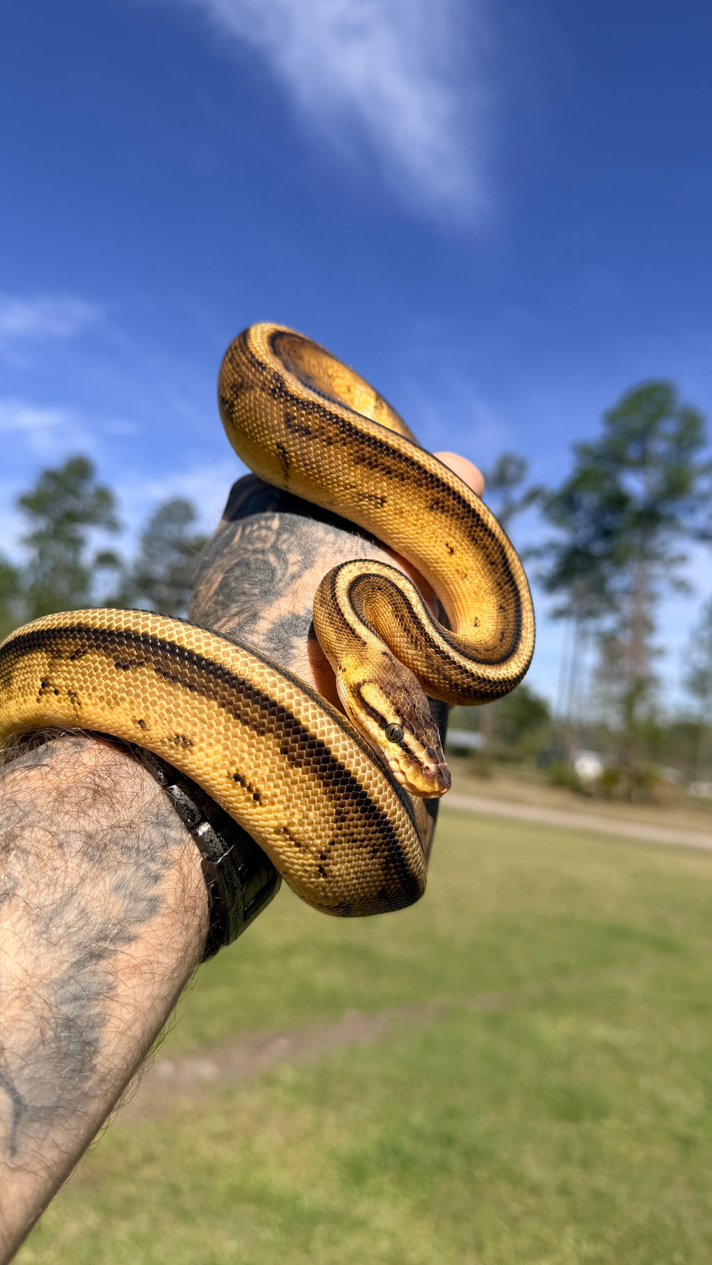 Pastel Yellowbelly Genetic Stripe Het Clown — Male, captive-bred by Ghost Constrictors