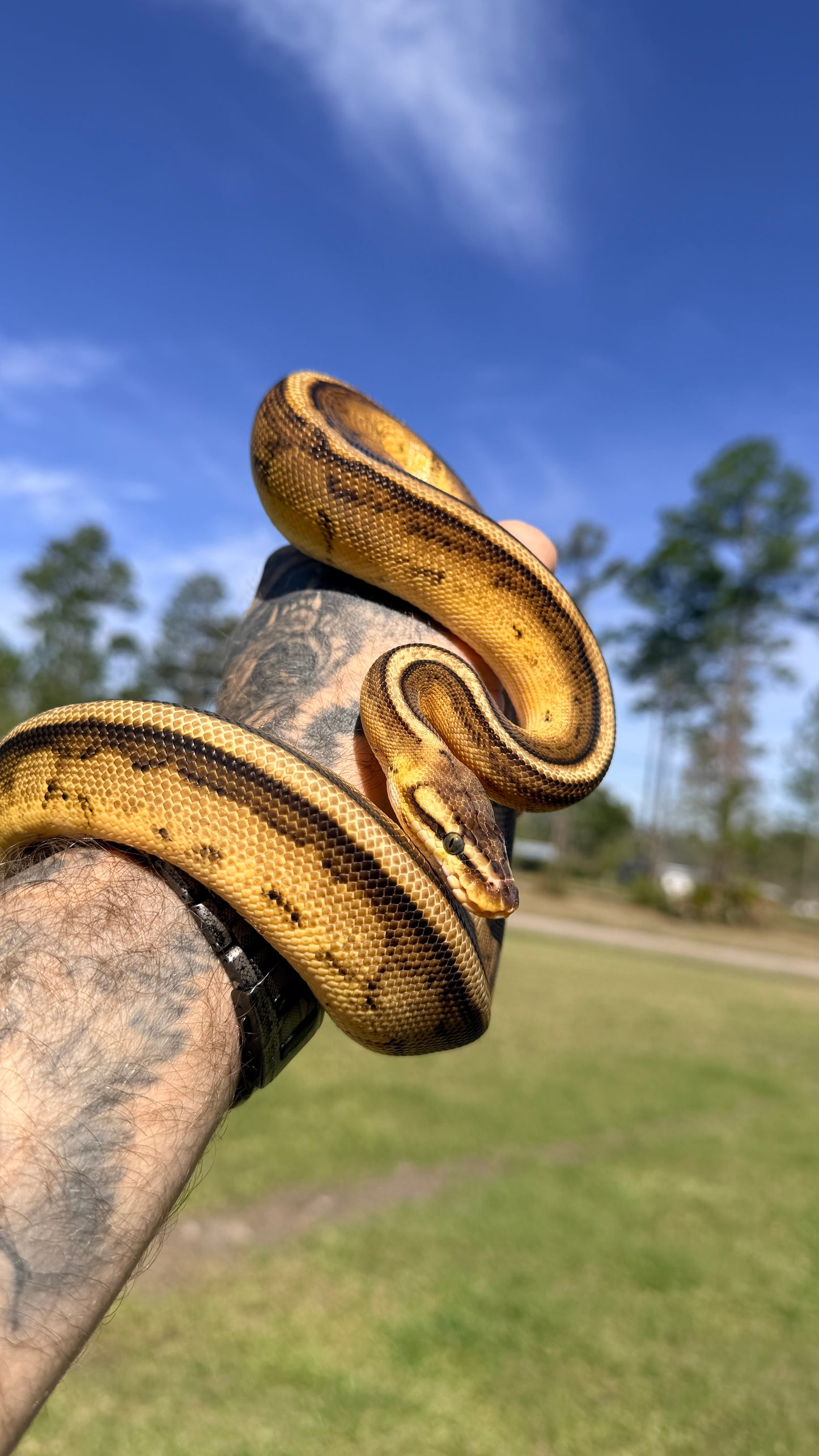 Pastel Yellowbelly Genetic Stripe Het Clown