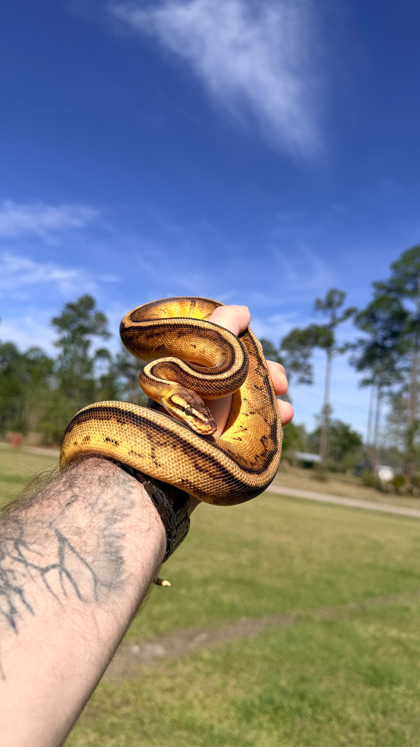 Pastel Yellowbelly Genetic Stripe Het Clown
