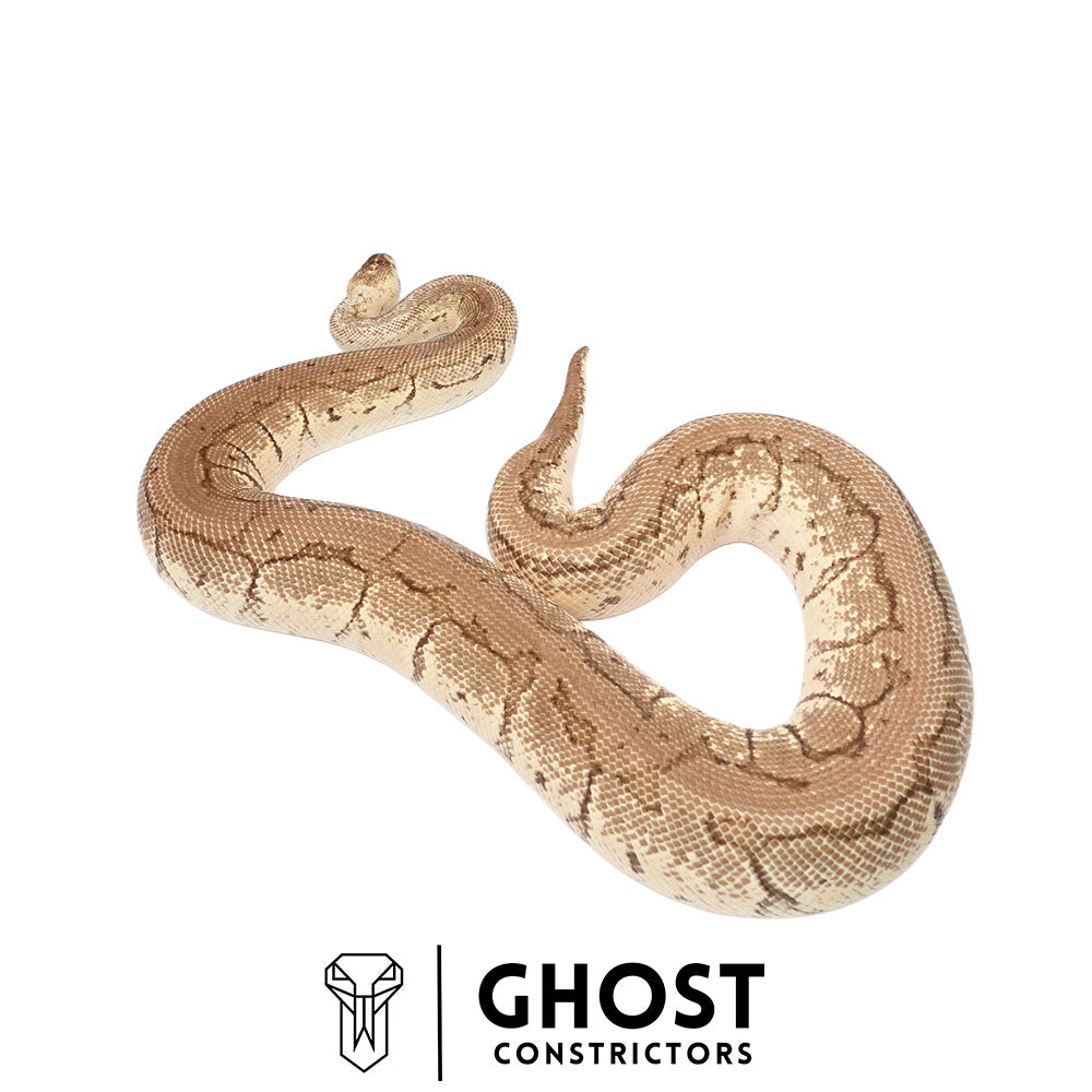 Pinstripe, Fire, Pastel, Het Clown Breeder Female Ball Python
