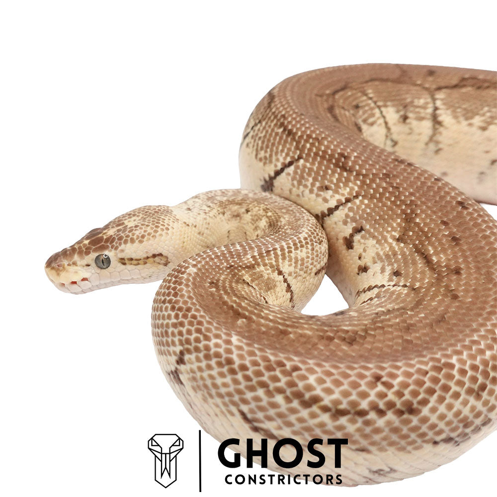 Pinstripe, Fire, Pastel, Het Clown Breeder Female Ball Python