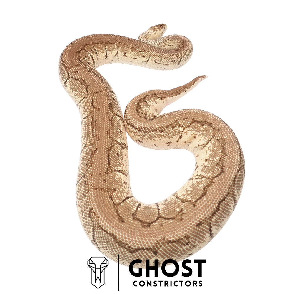 Pinstripe, Fire, Pastel, Het Clown Breeder Female Ball Python