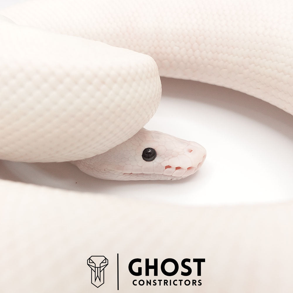 Super Fire Het Clown Male | Proven Breeder