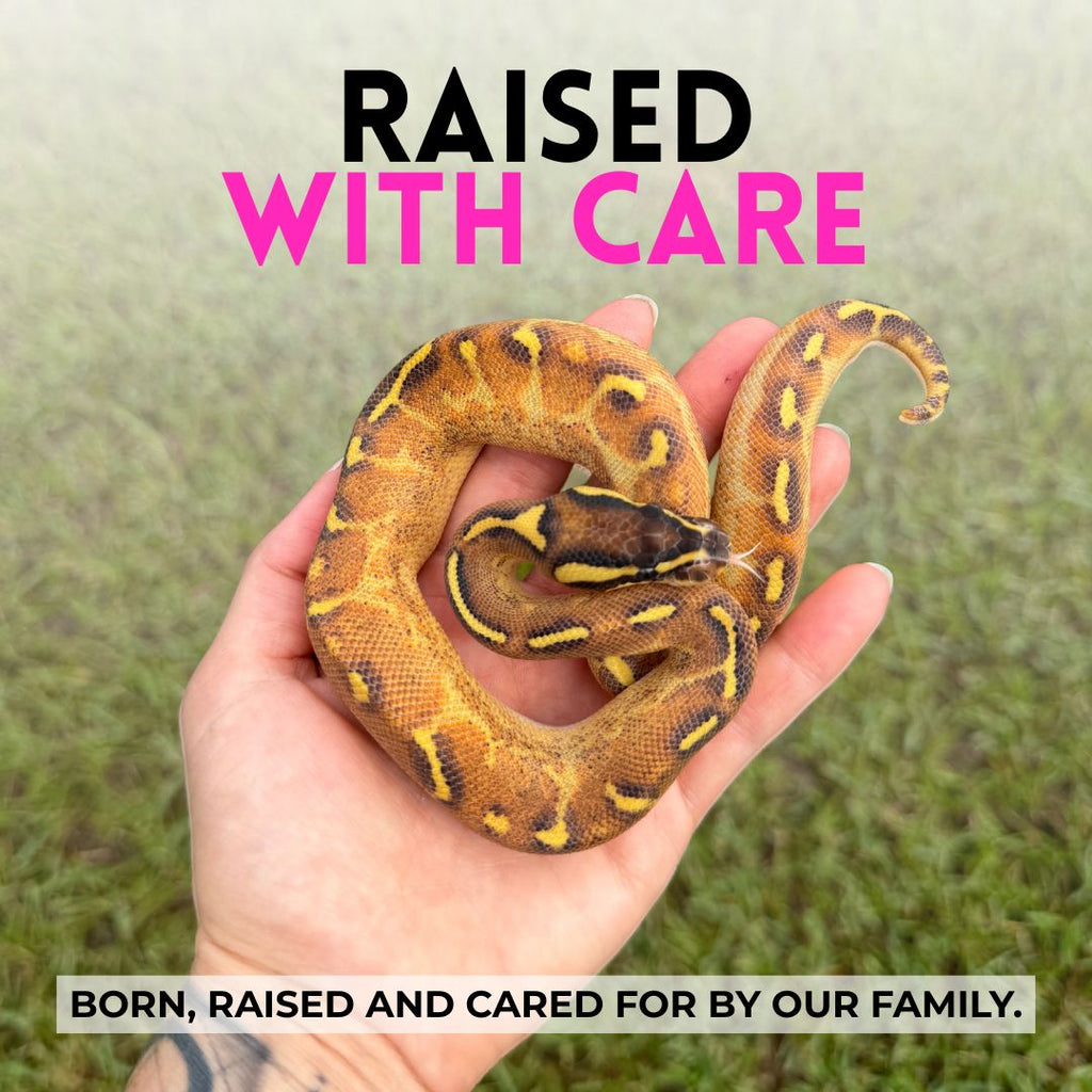 Gus | Ball Python
