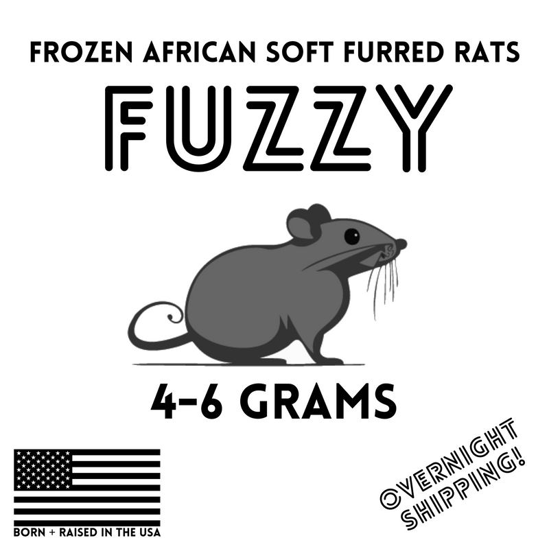 Fuzzy African Soft Furred Rats ASF | Feeder Rats for Ball Pythons