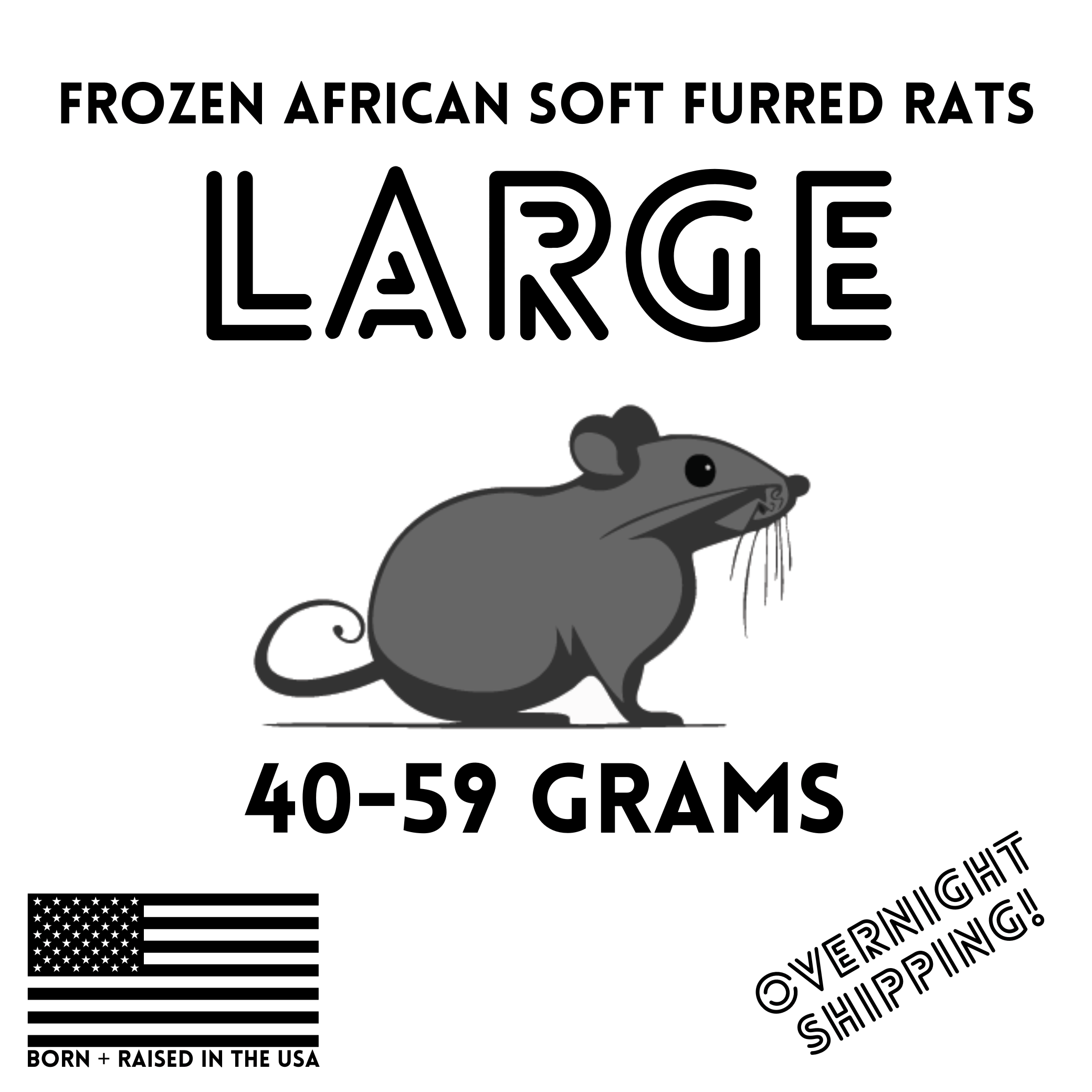 Frozen Large African Soft Fur Rats (ASF) | Ball Python Feeders – Ghost ...