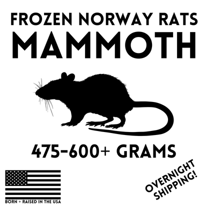 Frozen Mammoth Feeder Rats - 4 Pack — captive-bred by Ghost Constrictors