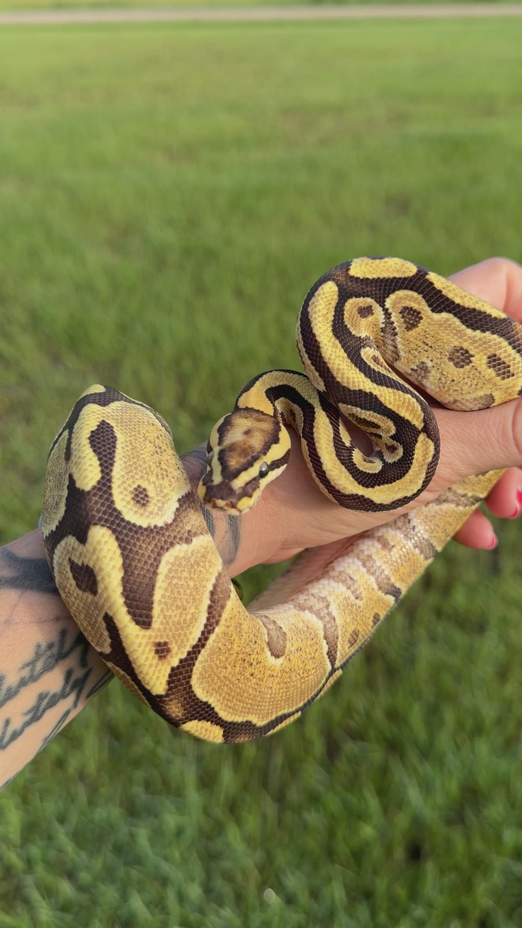 Fire 50% Het Clown Ball Python