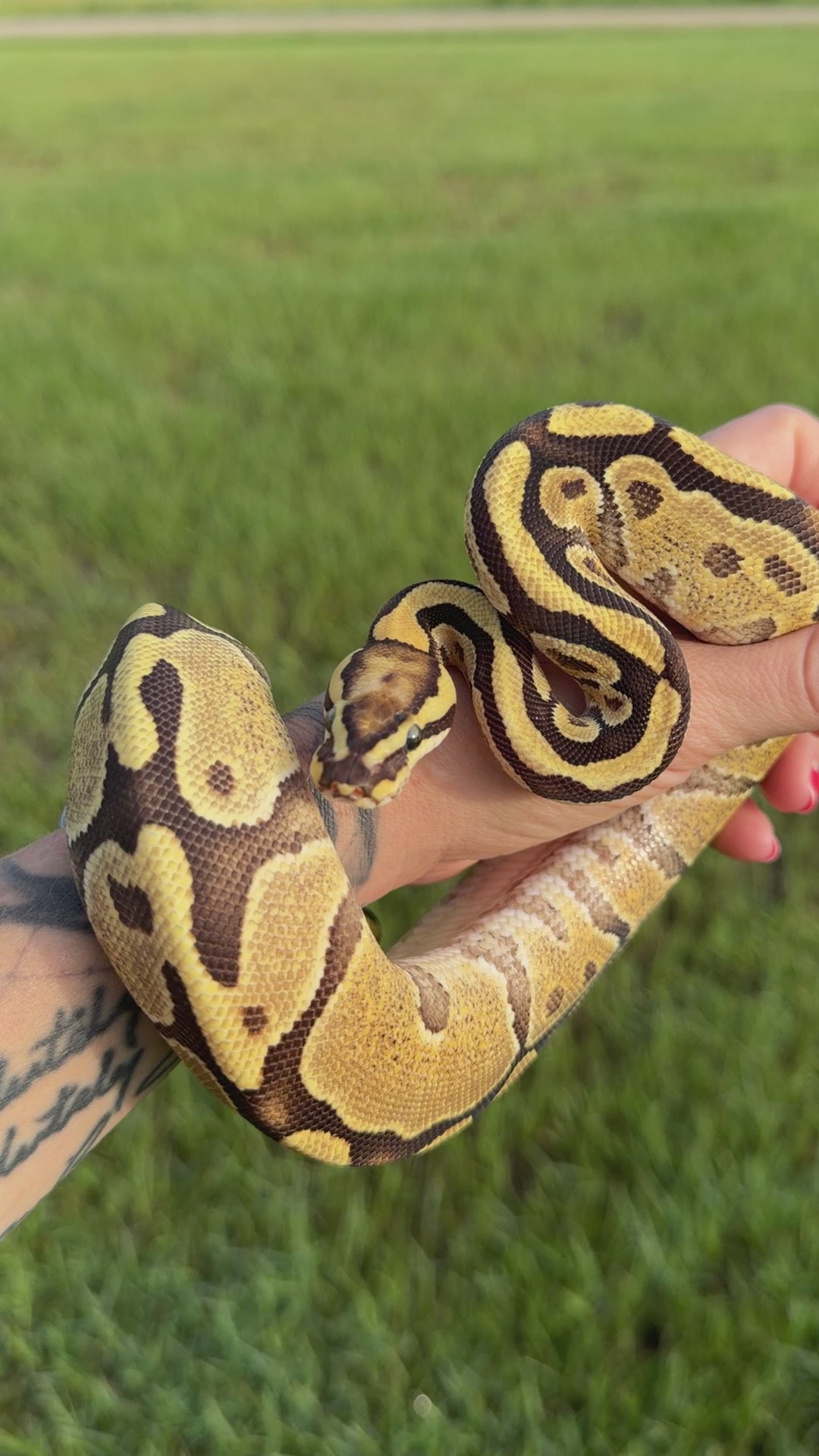 Fire 50% Het Clown Ball Python