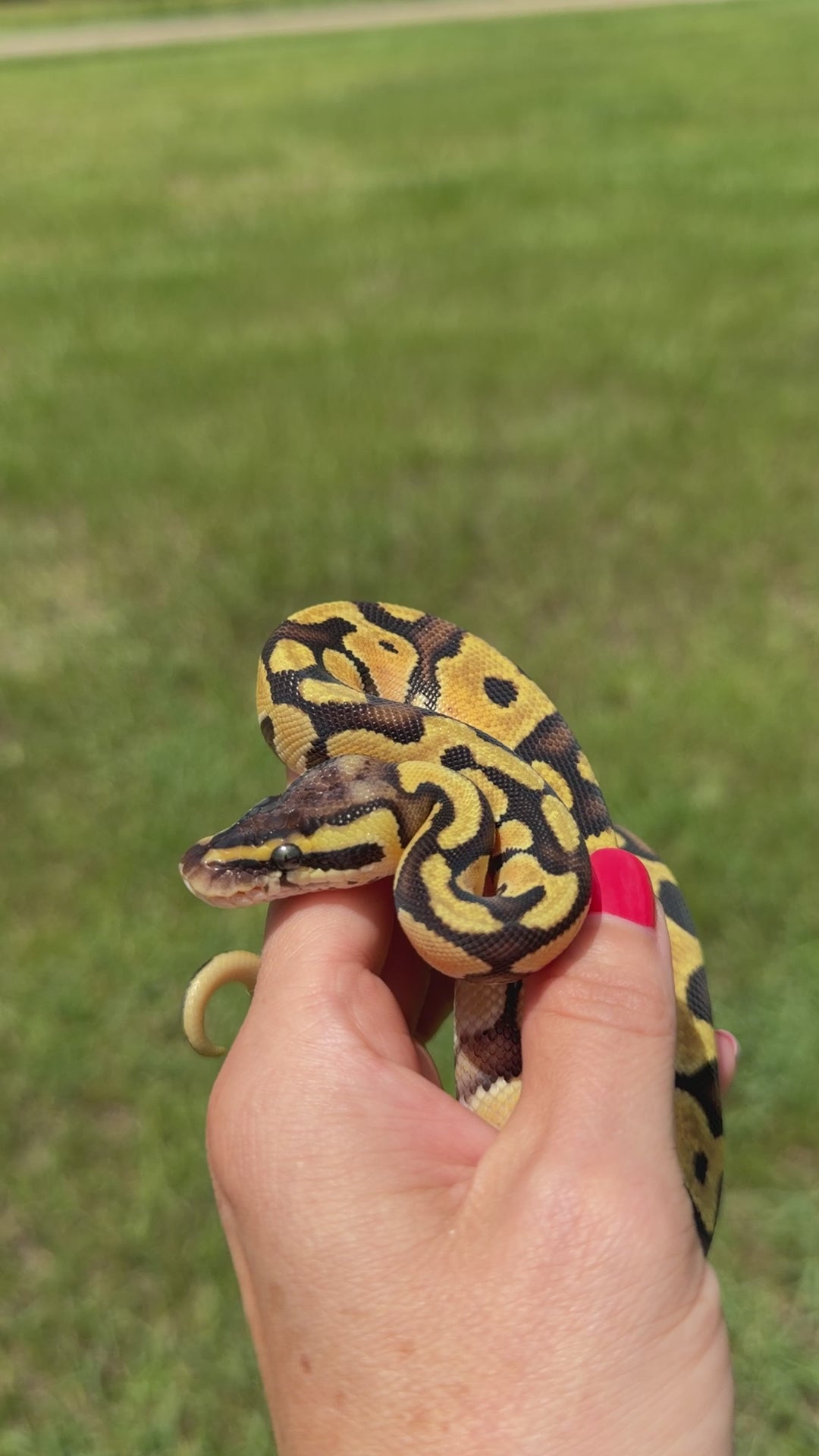 Enchi Pastel Hypo Ball Python