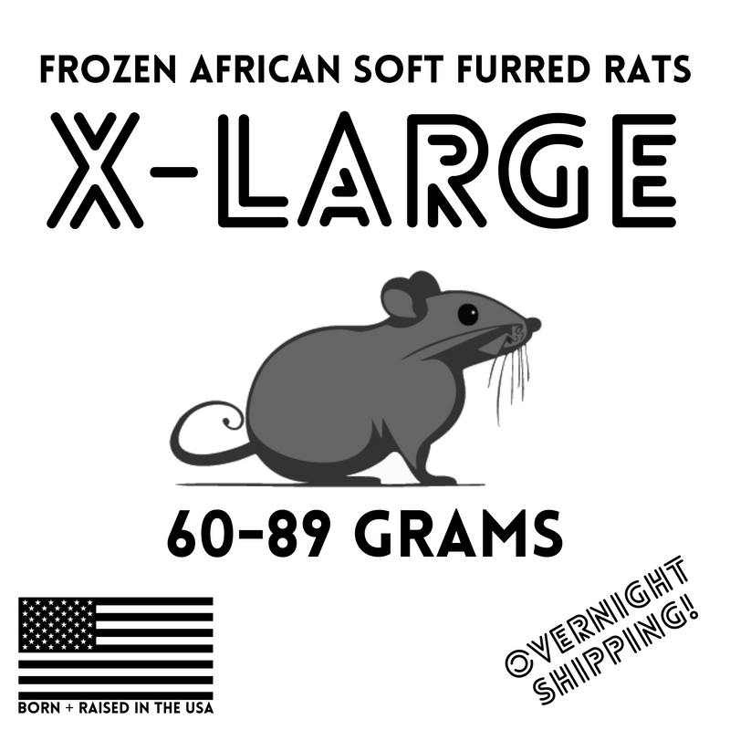 X-Large African Soft Fur Rats (ASF) | Ball Python Feeders – Ghost